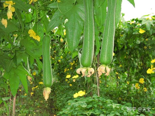 葫芦种子适合什么时候种_冬天葫芦种子怎么种植技术_种植葫芦冬天能过冬吗