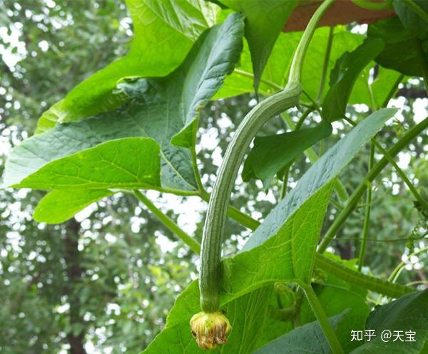 冬天葫芦种子怎么种植技术_葫芦种子适合什么时候种_种植葫芦冬天能过冬吗