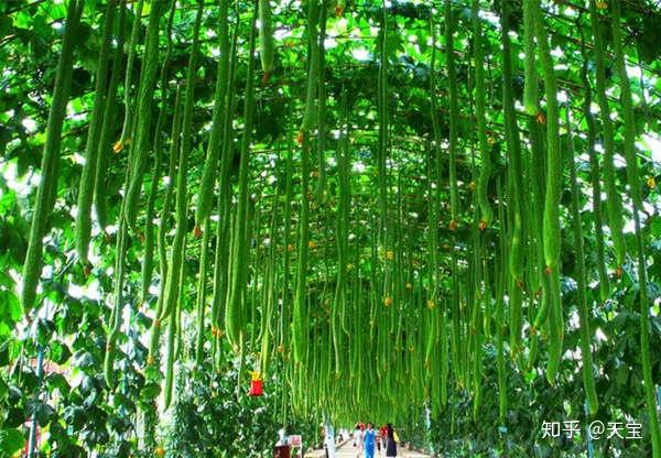 冬天葫芦种子怎么种植技术_葫芦种子适合什么时候种_种植葫芦冬天能过冬吗