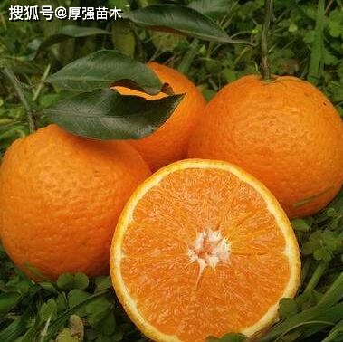 荔枝果怎么种_荔枝果种植技术_种植果荔枝技术视频