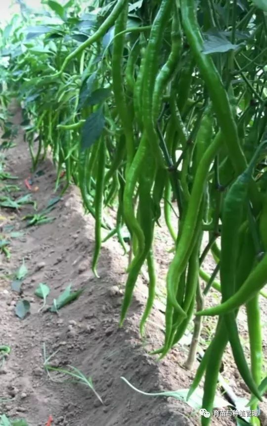 种植辣椒技术视频_种植辣椒的视频_辣椒种植技术视频播放