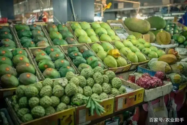 种植果荔枝技术要点_荔枝果种植技术_种植果荔枝技术视频