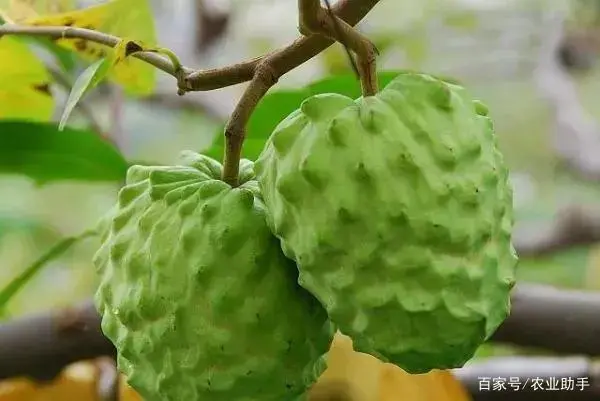 种植果荔枝技术要点_荔枝果种植技术_种植果荔枝技术视频