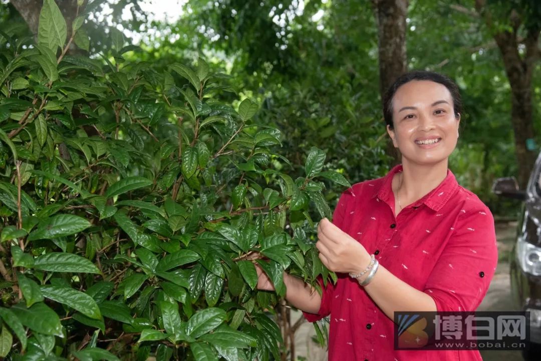 紫檀种植致富_紫檀种植技术_致富紫檀种植方法