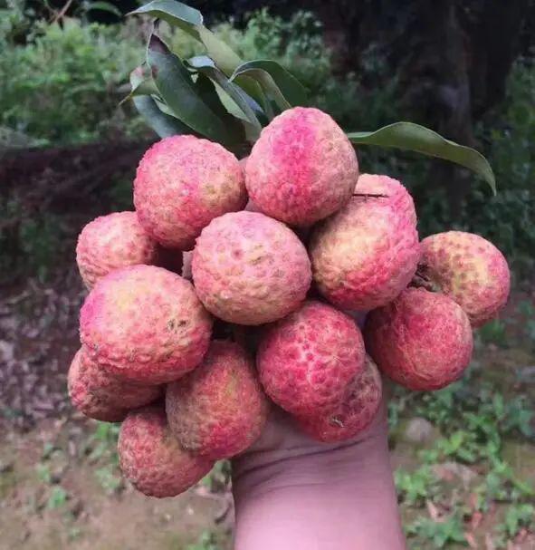 种植果荔枝技术要点_荔枝果种植技术_种植果荔枝技术视频