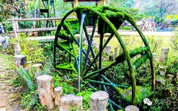 山野菜种植项目哪个好_荒山野菜种植致富经验_荒山种植什么药材好