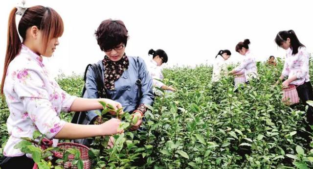 山野菜种植项目哪个好_荒山种植什么药材好_荒山野菜种植致富经验