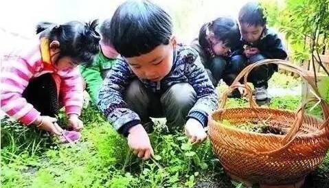 荒山野菜种植致富经验_山野菜种植项目哪个好_荒山种植什么药材好