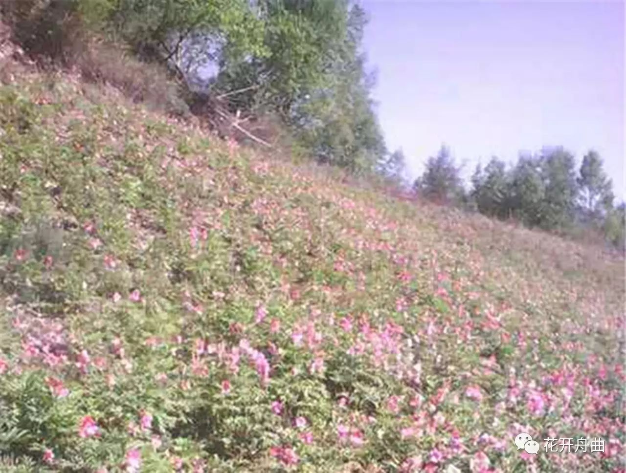 荒山野菜种植致富经验_荒山种草_种植山野菜前景怎么样视频