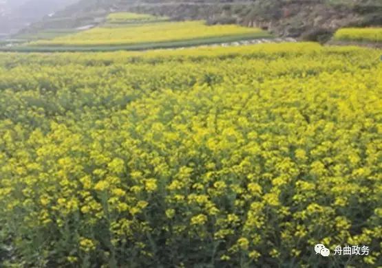 荒山野菜种植致富经验_荒山种草_种植山野菜前景怎么样视频