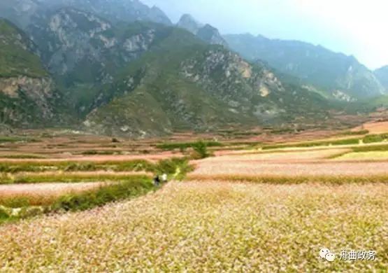 种植山野菜前景怎么样视频_荒山野菜种植致富经验_荒山种草