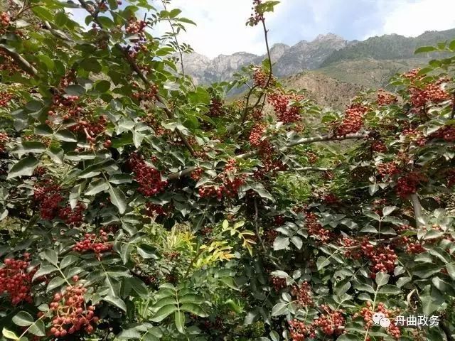 荒山野菜种植致富经验_荒山种草_种植山野菜前景怎么样视频