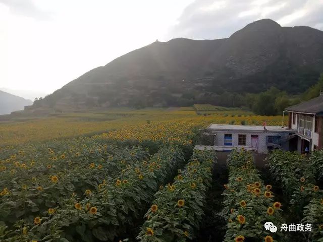 荒山野菜种植致富经验_荒山种草_种植山野菜前景怎么样视频