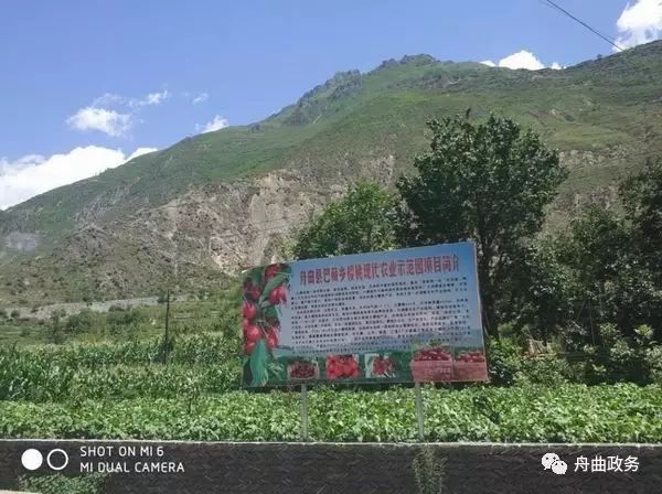 荒山种草_荒山野菜种植致富经验_种植山野菜前景怎么样视频