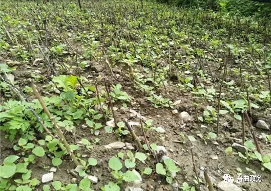 荒山种草_种植山野菜前景怎么样视频_荒山野菜种植致富经验