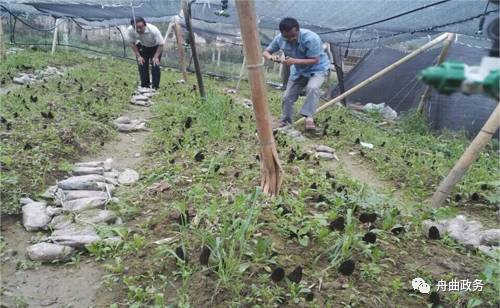 荒山野菜种植致富经验_荒山种草_种植山野菜前景怎么样视频