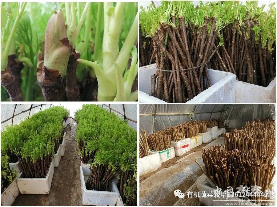 荒山野菜种植致富经验_种植山野菜前景怎么样视频_山野菜种植项目哪个好