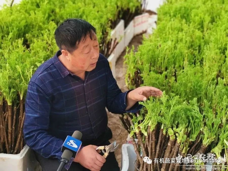 种植山野菜前景怎么样视频_山野菜种植项目哪个好_荒山野菜种植致富经验