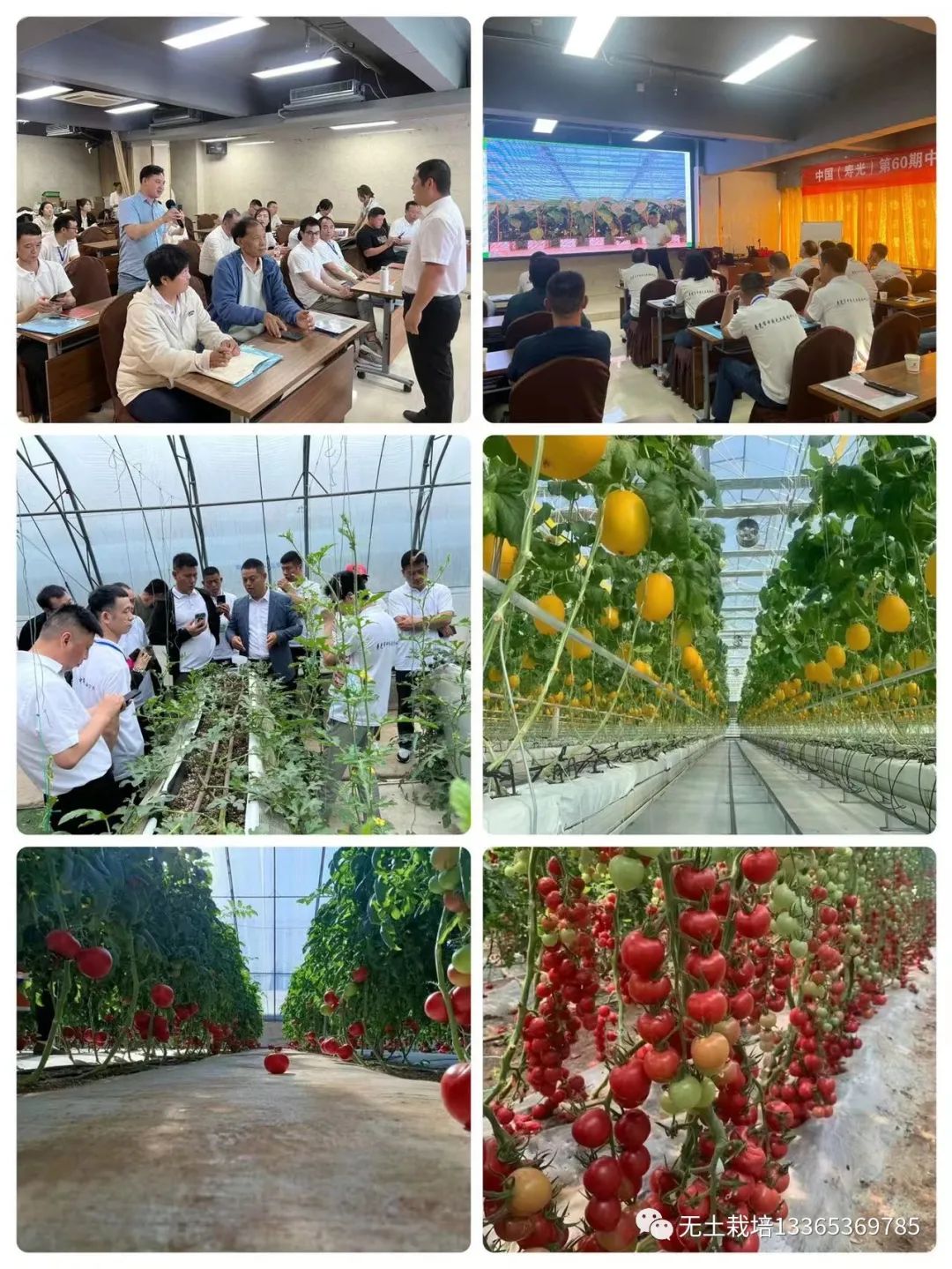 荒山野菜种植致富经验_山野菜种植项目哪个好_种植山野菜前景怎么样视频