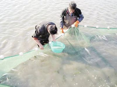 海产养殖利润_海产养殖致富经_海产养殖创业