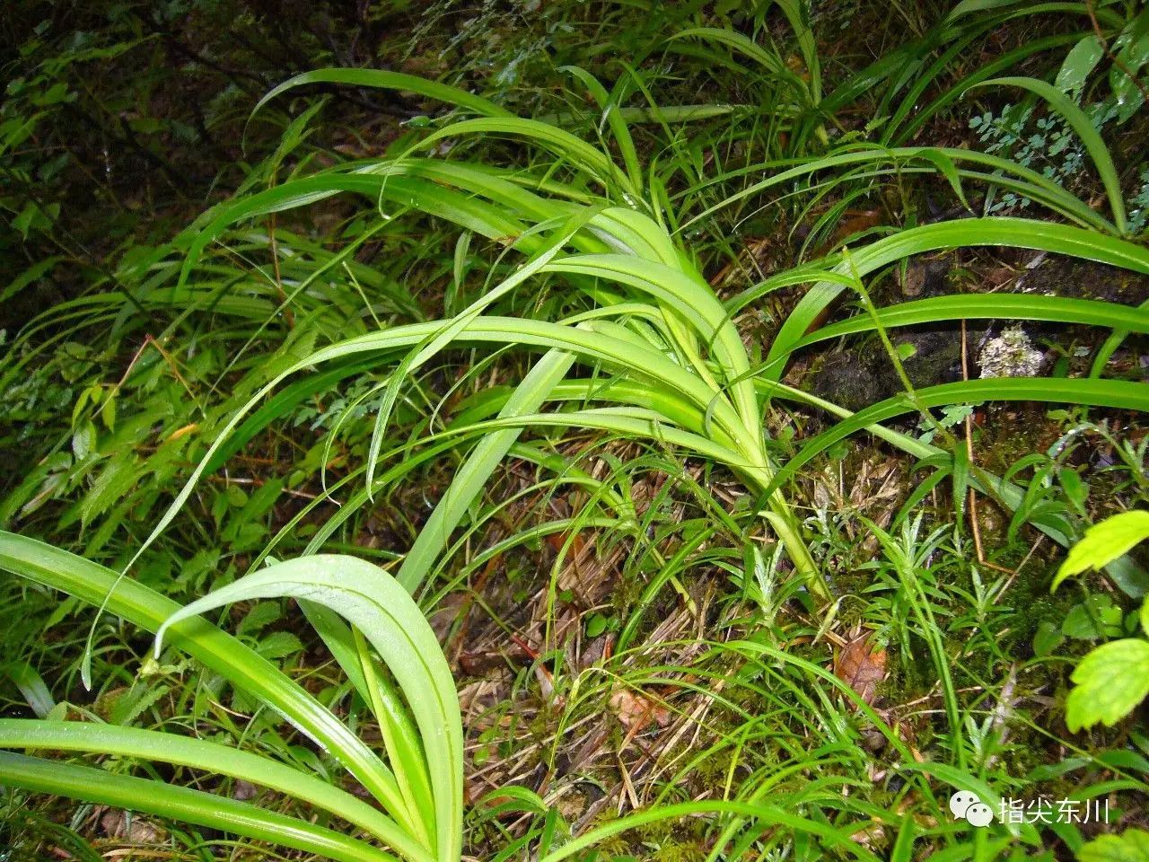 荒山种草_种植山野菜技术_荒山野菜种植致富经验