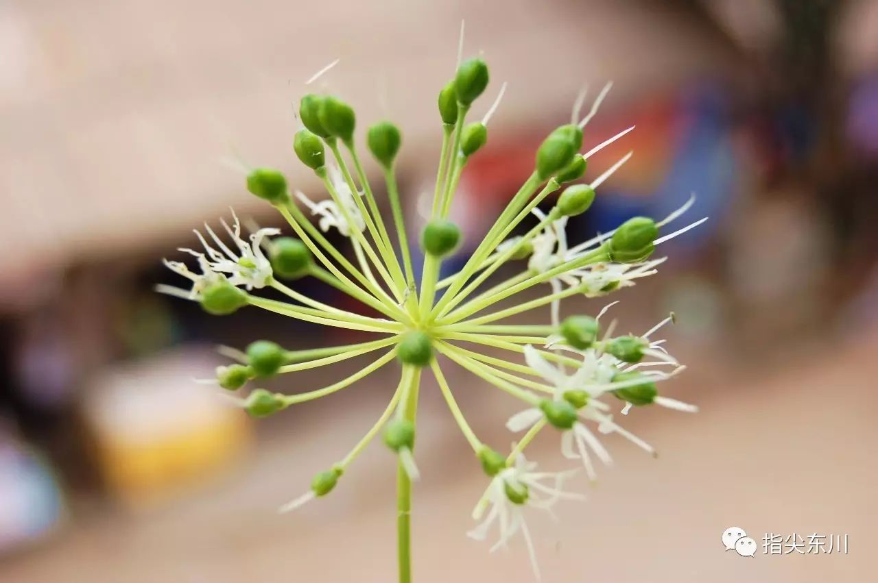 荒山种草_种植山野菜技术_荒山野菜种植致富经验