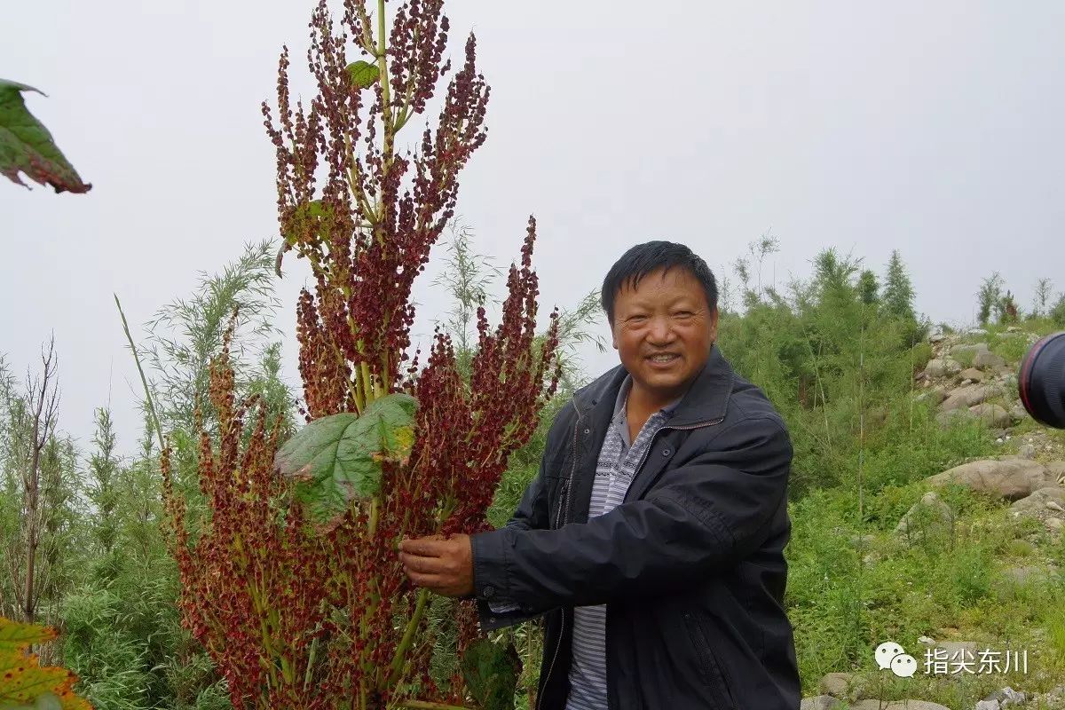 荒山野菜种植致富经验_种植山野菜技术_荒山种草