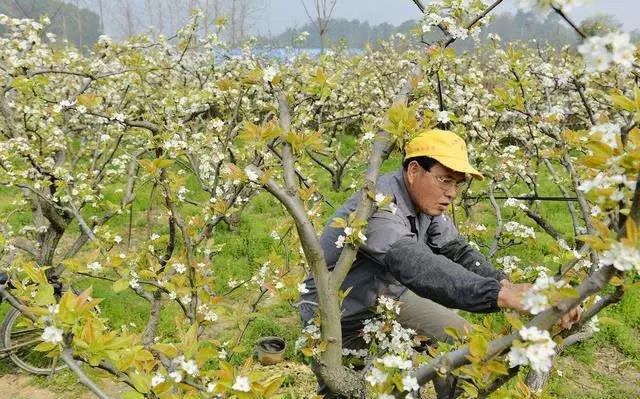 【栽培】梨树花期花序管理与授粉技术！