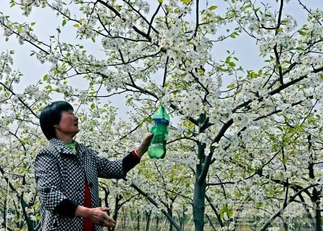 最新梨树种植技术视频_梨树种植技术视频完整_梨树栽植视频