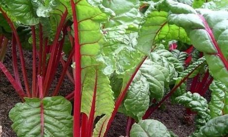 农民种植致富_农村致富种植项目_农村致富经种植