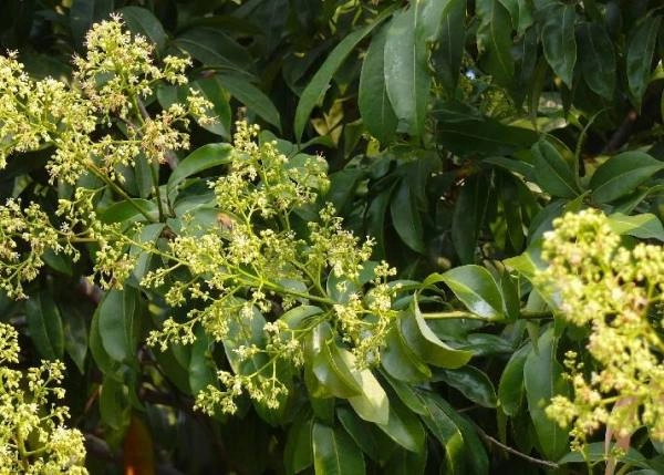 荔枝果怎么种_荔枝果种植技术_种植荔枝技术视频