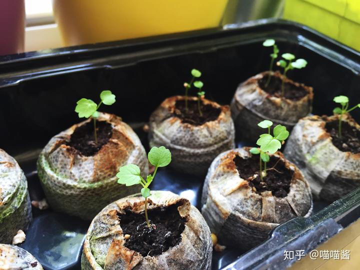 野草莓的种植_野生草莓种植技术_野草莓种植技术