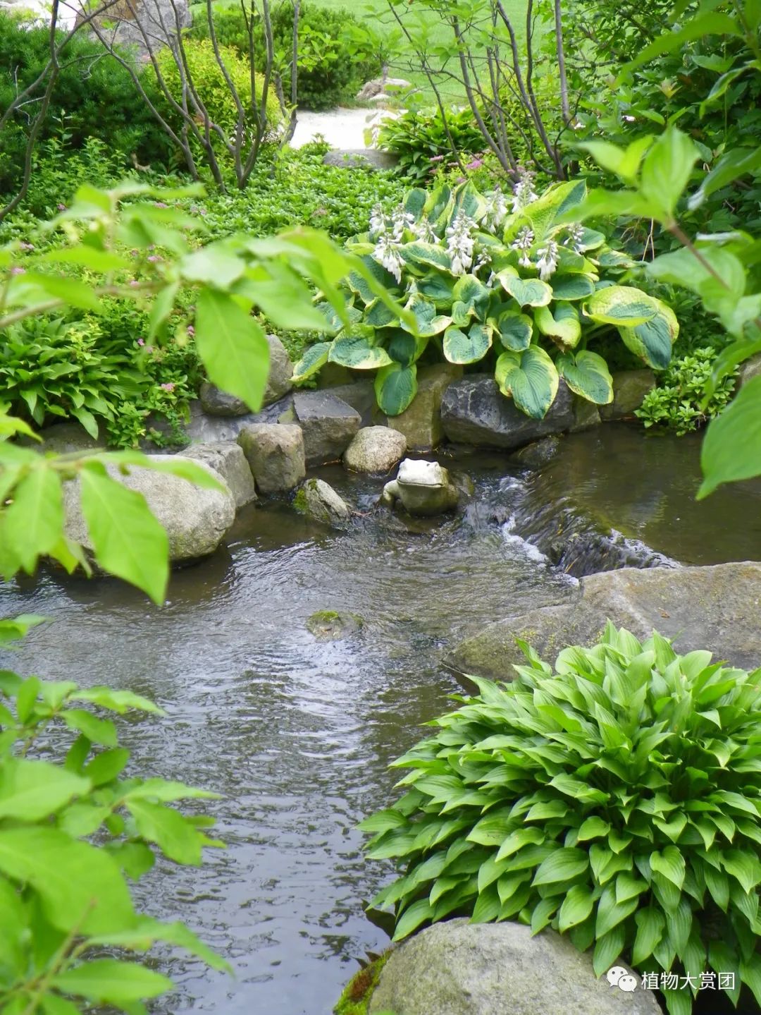 玉簪种植技术图解_图解种植玉簪技术要求_玉簪种植