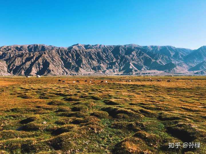 草莓野外种植_种野草莓能挣钱吗_野草莓种植技术