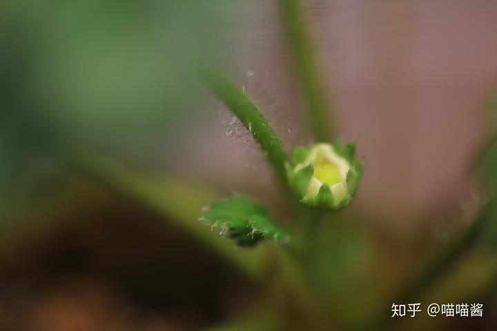 草莓野外种植_野草莓种植技术_野草莓种子怎么种