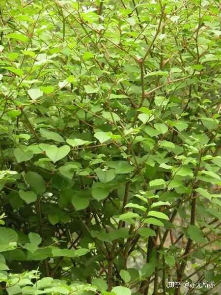 野草莓种子怎么种_野草莓种植技术_野草莓的种植