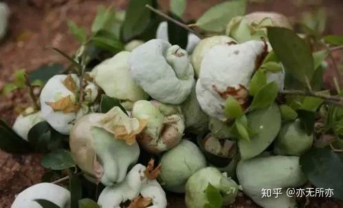 野草莓种子怎么种_野草莓种植技术_野草莓的种植