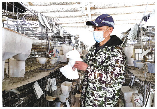 鸽子蛋养殖利润_养鸽子蛋的成本和利润_致富经养蛋鸽