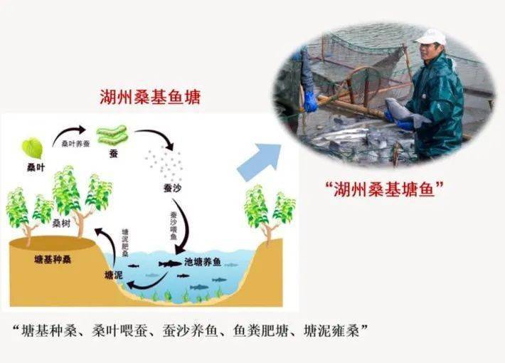 生态鱼塘养殖技术_生态鱼塘经营模式_养殖池塘生态化改造方案