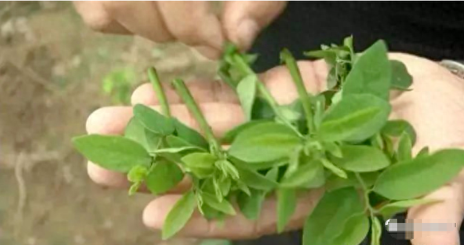 农村致富种植品种_农村致富种什么树_农村致富种植项目