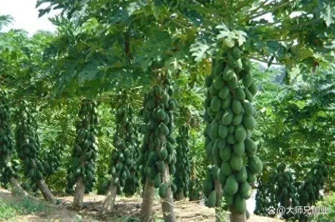 农村致富种植品种_农民致富种植项目_农村致富新项目种植