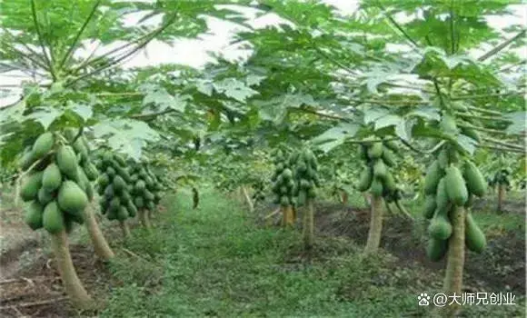 农村致富种植品种_农民致富种植项目_农村致富新项目种植