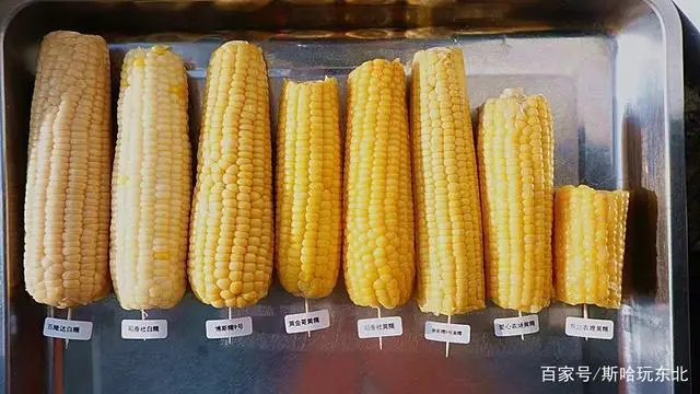 东北玉米栽培技术_东北玉米种植技术视频_东北玉米种植流程