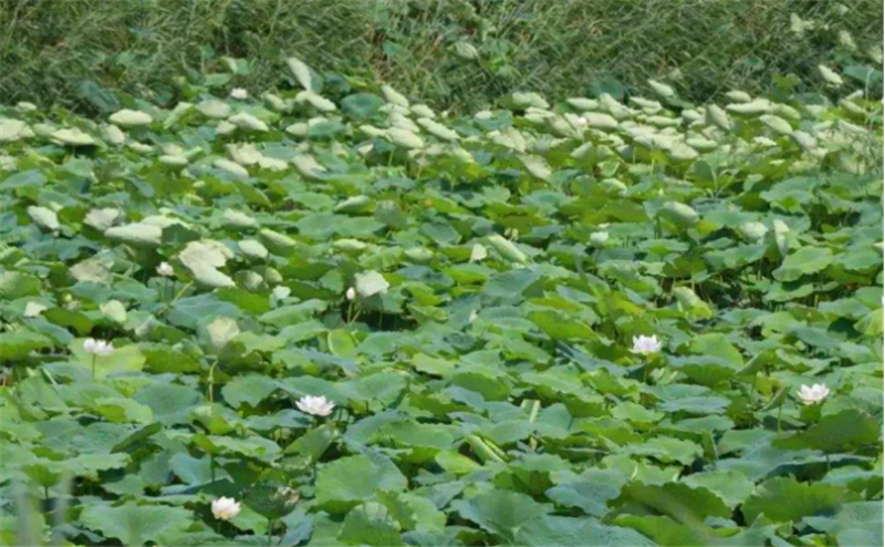 致富经莲藕种植视频_致富种植莲藕图片_致富经莲藕种植