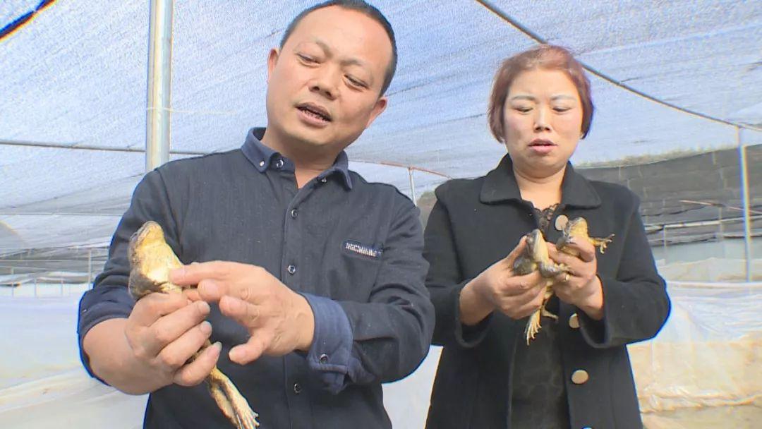 黄粉虫养殖致富经_黄粉虫养殖致富经_黄粉虫养殖致富经