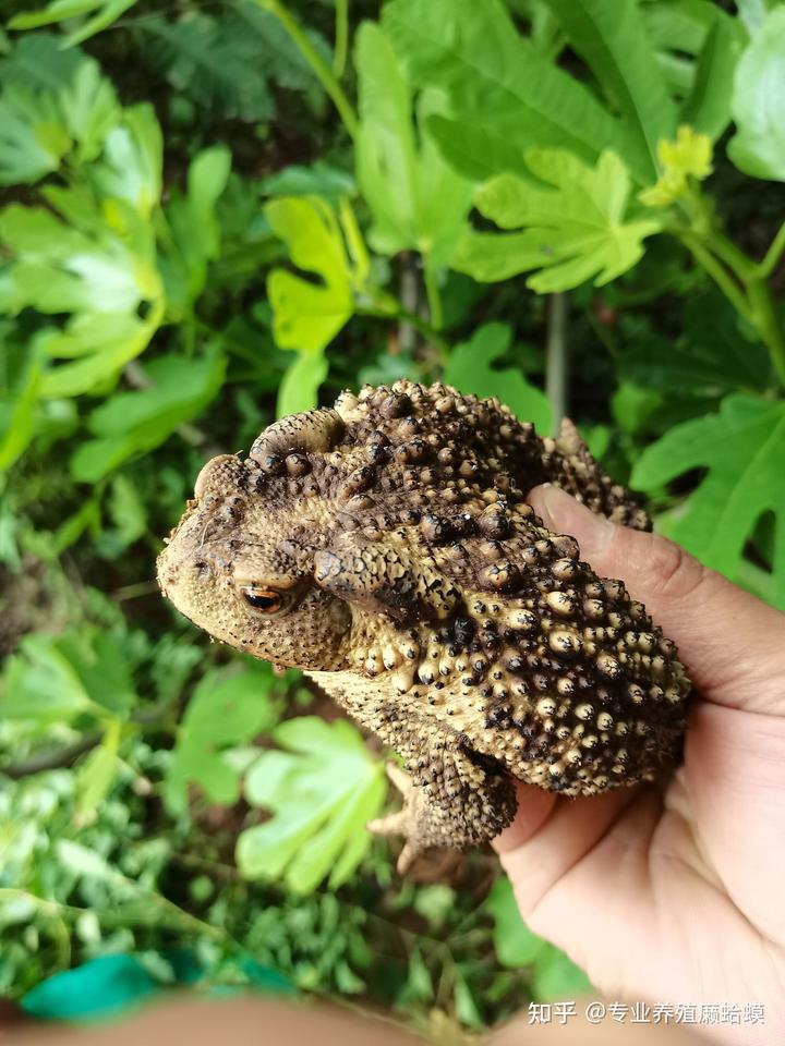 豪猪养殖技术资料_豪猪的养殖技术_养殖资料豪猪技术规范