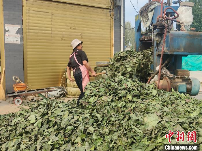 农村致富种植项目_农村致富种什么树_农村致富种植品种