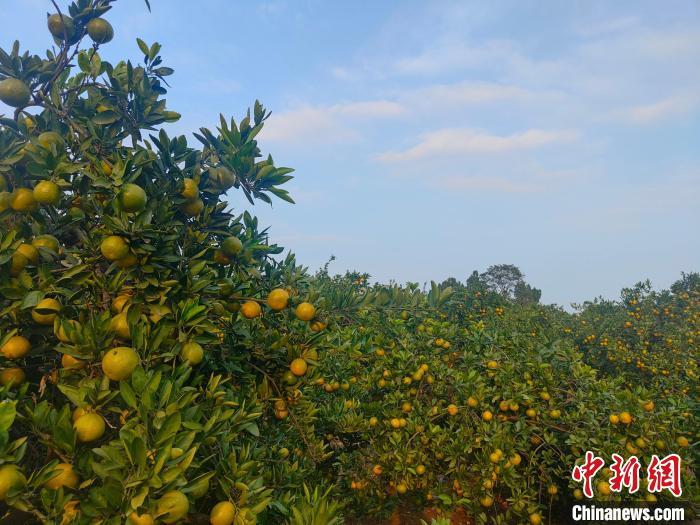 农村致富种植项目_农村致富种什么树_农村致富种植品种