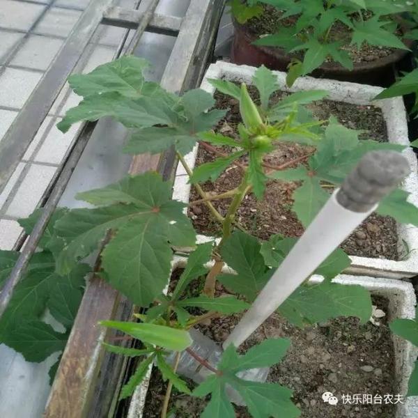 河北种植秋葵技术条件_秋葵在河北种植技术_河北种植秋葵技术要求