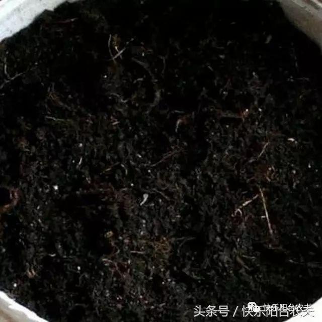 河北种植秋葵技术条件_河北种植秋葵技术要求_秋葵在河北种植技术